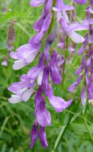 -vicia_tenuifolia-detail1.jpg