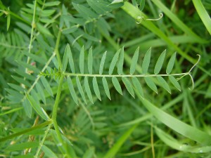 -vicia_tenuifolia.detail2.jpg