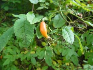 -rosa_pendulina-plod.jpg