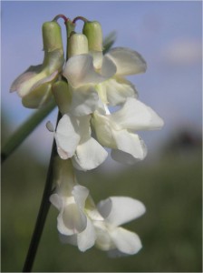 -lathyrus_pannonicus_p1.jpg