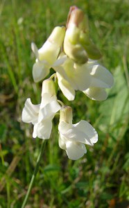 -lathyrus_pannonicus_p-detail1.jpg