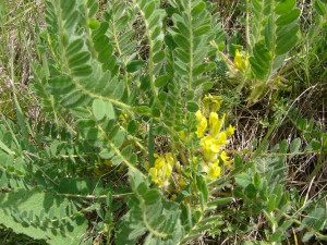 -astragalus_excapus-cely1.jpg