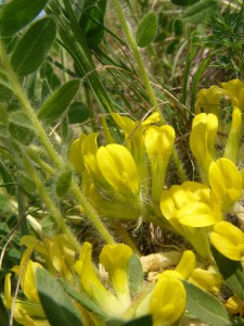 -astragalus_excapus-detail1.jpg