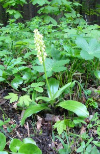 -orchis_pallens-cely.jpg