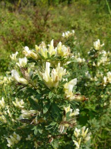 -chamaecytisus_albus-cely1.jpg