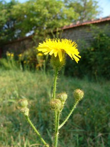 -sonchus_arvensis-cely1.jpg