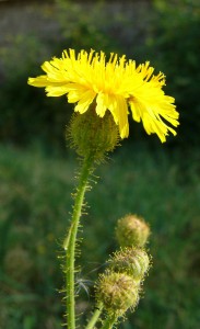 -sonchus_arvensis-detail1.jpg