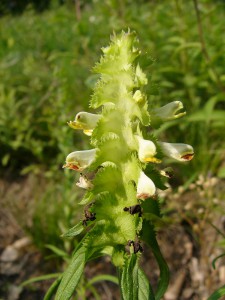 -melampyrum_cristatum1.jpg