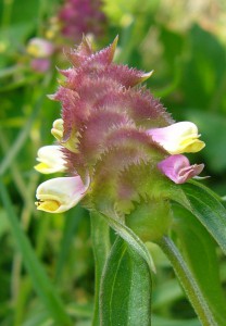 -melampyrum_cristatum-detail1.jpg