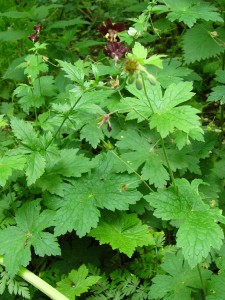 -geranium_phaeum-cely1.jpg