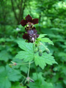 -geranium_phaeum1.jpg