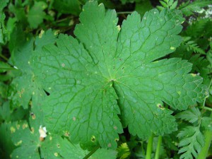 -geranium_phaeum-list1.jpg