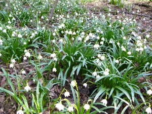-leucojum_vernum-porost.jpg