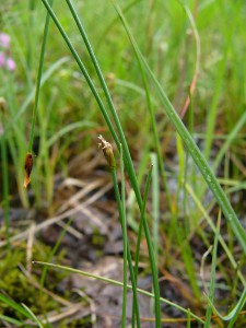 -eleocharis_quinqueflora-cela1.jpg