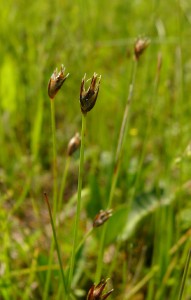 -eleocharis_quinqueflora1.jpg