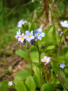 -myosotis_sylvatica1.jpg