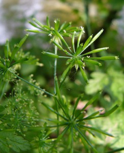 -chaerophyllum_temulum-detail1.jpg