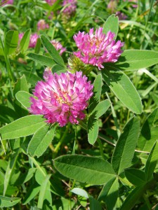 -trifolium_medium-cely1.jpg