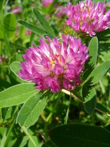 -trifolium_medium1.jpg