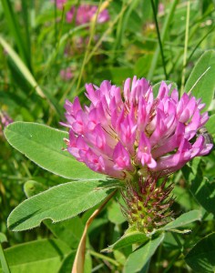 -trifolium_medium-detail1.jpg