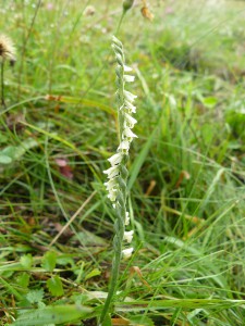 -spiranthes_spiralis-cely1.jpg