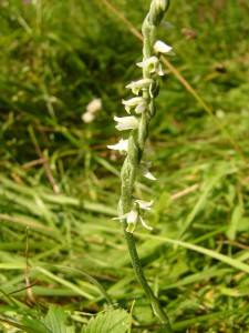 -spiranthes_spiralis1.jpg