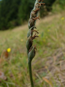 -spiranthes_spiralis-detail1.jpg