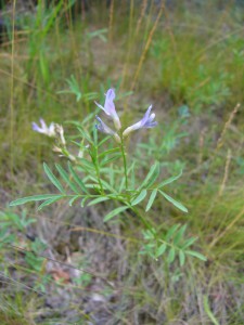 -astragalus_arenarius-cely1.jpg