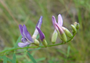 -astragalus_arenarius-list1.jpg
