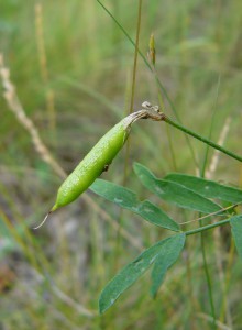 -astragalus_arenarius-plod1.jpg