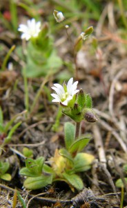 -cerastium_glutinosum-cely1.jpg