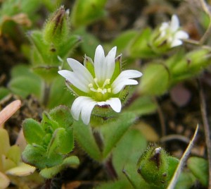 -cerastium_glutionosum-detail1.jpg