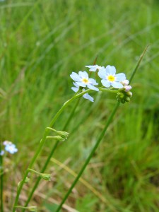 -myosotis_caespitosa1.jpg
