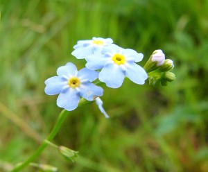 -myosotis_caespitosa-detail2m.jpg