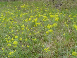 -euphorbia_cyparissias-porost.jpg