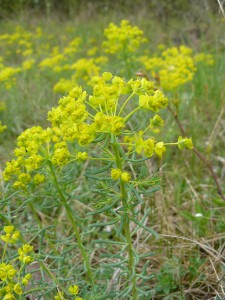 -euphorbia_cyparissias-cely1.jpg