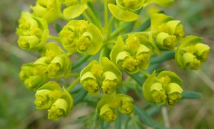 -euphorbia_cyparissias-detail2.jpg