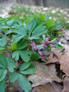 -corydalis_intermedia1.jpg