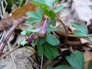-corydalis_intermedia-kvet1.jpg
