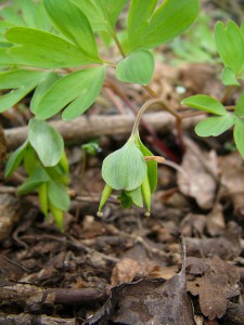 -corydalis_intermedia-detail1.jpg