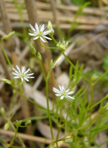 -stellaria_longifolia-cely1.jpg