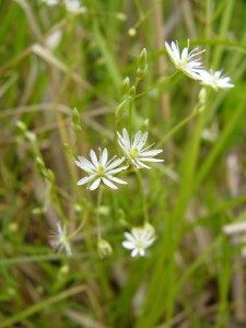 -stellaria_longifolia1.jpg