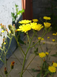 -crepis_capillaris-cela1.jpg