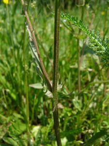 -crepis_capillaris1.jpg