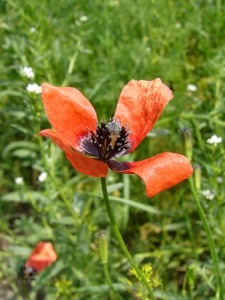 -papaver_argemone-detail.jpg