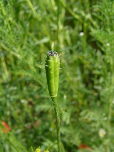 -papaver_argemone-plod.jpg
