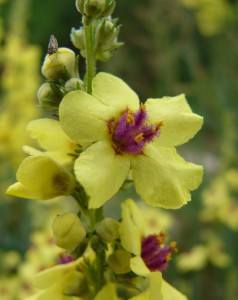 -verbascum_chaixii-detail1.jpg