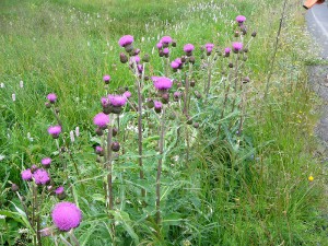 -cirsium_heterophyllum-porost1.jpg