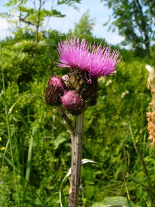 -cirsium_heterophyllum-cely1.jpg