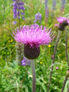 -cirsium_heterophyllum-kvet1.jpg